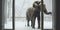 An elephant is peacefully standing in front of a window covered with snow. Generative AI