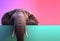 Elephant peeking over pastel bright background. advertisement, banner, card. copy text space. Generative AI
