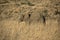 Elephant at Pilanesberg National Park