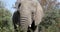 Elephant in Pilanesberg, South Africa wildlife safari