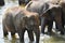 Elephant - Pinnawala Elephant Orphanage