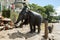 An elephant from the Pinnawala Elephant Orphanage (Pinnawala) begins it walk from the Maha Oya River to the orphanage.