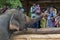 An elephant at the Pinnawala Elephant Orphanage (Pinnewala) is hand fed fruit by a visitor to the park.