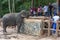 An elephant at the Pinnawala Elephant Orphanage (Pinnewala) is hand fed fruit by a visitor to the park.