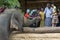 An elephant at the Pinnawala Elephant Orphanage (Pinnewala) is hand fed fruit by a visitor to the park.