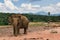 Elephant at Pinnawala Elephant Orphanage in Sri Lanka