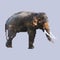 Elephant pixel art vector. isolated square animal
