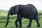 Elephant on the plains in masai mara, kenya, africa.