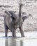 Elephant Playing with Water