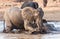 Elephant playing in water with rest