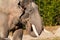 An elephant plays with his trunk