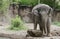 Elephant plays with tree