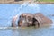 Elephant plays water