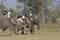 Elephant polo in Nepal