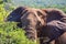 Elephant portrait close-up. Safari in national parks of South Africa.