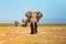 Elephant portrait in Kenya