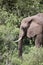 Elephant portrait,, Lake Manyara, Tanzania