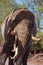 Elephant portrait (Loxodonta Africana)