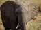 Elephant portrait from Tanzania