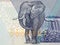 Elephant, a portrait from Zimbabwean money