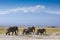 Elephant pride walking in Amboseli National Park with beautiful Mount KIlimanjaro in the background in Kenya