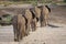 Elephant pride walking away in a line across the sandy river bed in Samburu Kenya