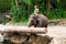 Elephant Pushing Log