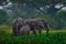 Elephant in rain. Elephant in Murchison Falls NP, Uganda. Big Mammal in the green grass, forest vegetation in the background.