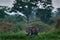 Elephant in rain. Elephant in Murchison Falls NP, Uganda. Big Mammal in the green grass, forest vegetation in the background.