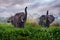 Elephant in rain, Victoria Nile delta. Elephant in Murchison Falls NP, Uganda. Big Mammal in the green grass, forest vegetation.