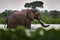 Elephant in rain, Victoria Nile delta. Elephant in Murchison Falls NP, Uganda. Big Mammal in the green grass, forest vegetation.