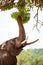 Elephant reaching up with trunk to feed on the vibrant green mango leaves