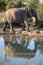 Elephant reflected in the water at a waterhole at the Sabi Sands Game Reserve, South Africa.