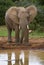 Elephant Reflection