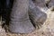 Elephant relaxed feet