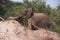 Elephant at Reserva de Maputo