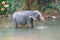 Elephant in the reserve in Sri Lanka