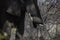 Elephant resting its trunk on the tusks at Mapungubwe National Park