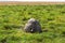 Elephant resting in the swamp. Amboseli, Kenya