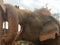 Elephant resting trunk