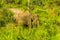 An elephant rests in the bush in Sri Lanka