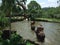 Elephant ride through pond in Bali, Indonesia