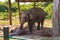 Elephant in the Royal Chitwan National Park