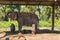 Elephant in the Royal Chitwan National Park