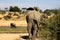 Elephant in Ruaha National Park, Tanzania