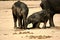 Elephant in Ruaha National Park, Tanzania