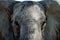 Elephant in Ruaha National Park, Tanzania