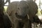 Elephant in Ruaha National Park, Tanzania