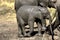 Elephant in Ruaha National Park, Tanzania