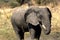 Elephant in Ruaha National Park, Tanzania